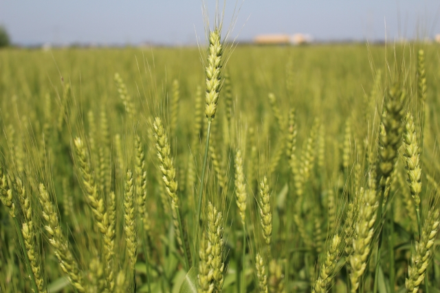 スーパー大麦とは？その効果効能と食べ方やダイエット方法、大麦との違い
